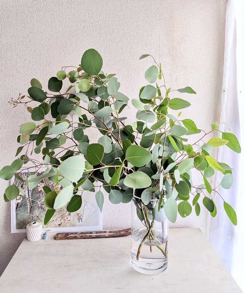 ✾ ユーカリ ポポラス ✾ フレッシュ ✾ ドライ ✾ ✾ ユーカリ ポポラス ✾ フレッシュ ✾ ドライ ✾