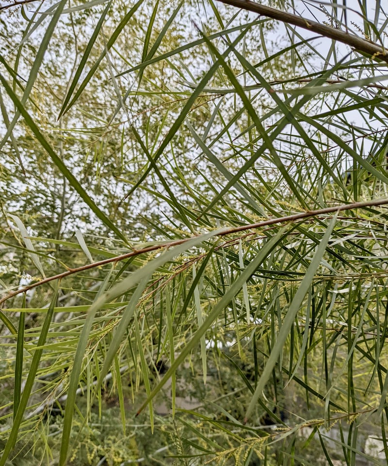 ユーカリポポラスとミモザの蕾、リューカデンドロンを使った ユーカリポポラスとミモザの蕾、リューカデンドロンを使った