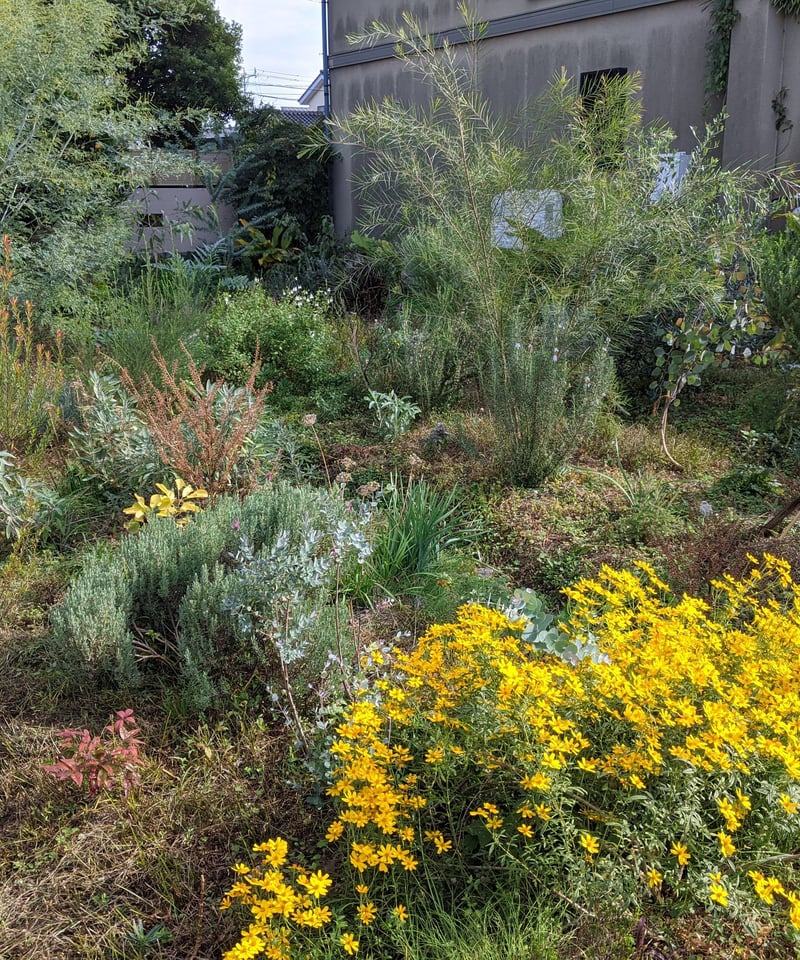 コットンと野バラの実とシャリンバイを組み合わせた、素朴な冬ドライ