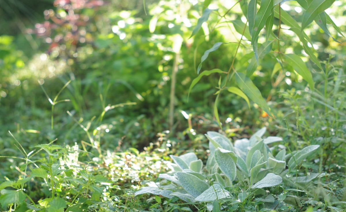 ライムズイヤーとロシアンセージ、ブルーファンタジーのシックで素朴な