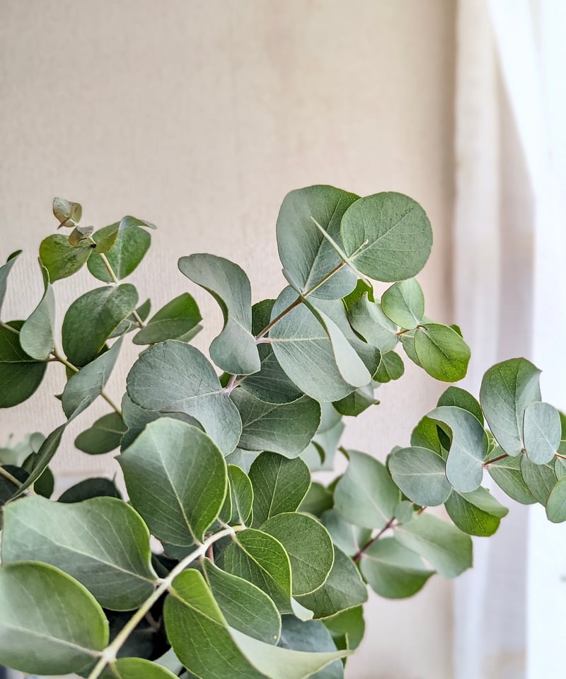 ✾ ユーカリ ポポラス ✾ フレッシュ ✾ ドライ ✾ ✾ ユーカリ ポポラス ✾ フレッシュ ✾ ドライ ✾ 【公式通販】