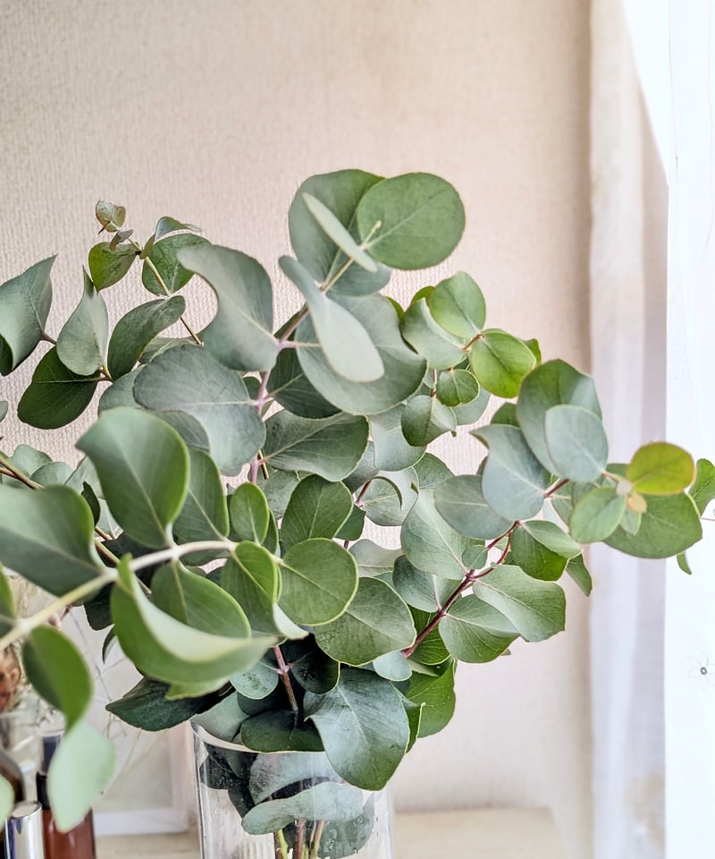 今だけSale中 ユーカリフレッシュ おおい 