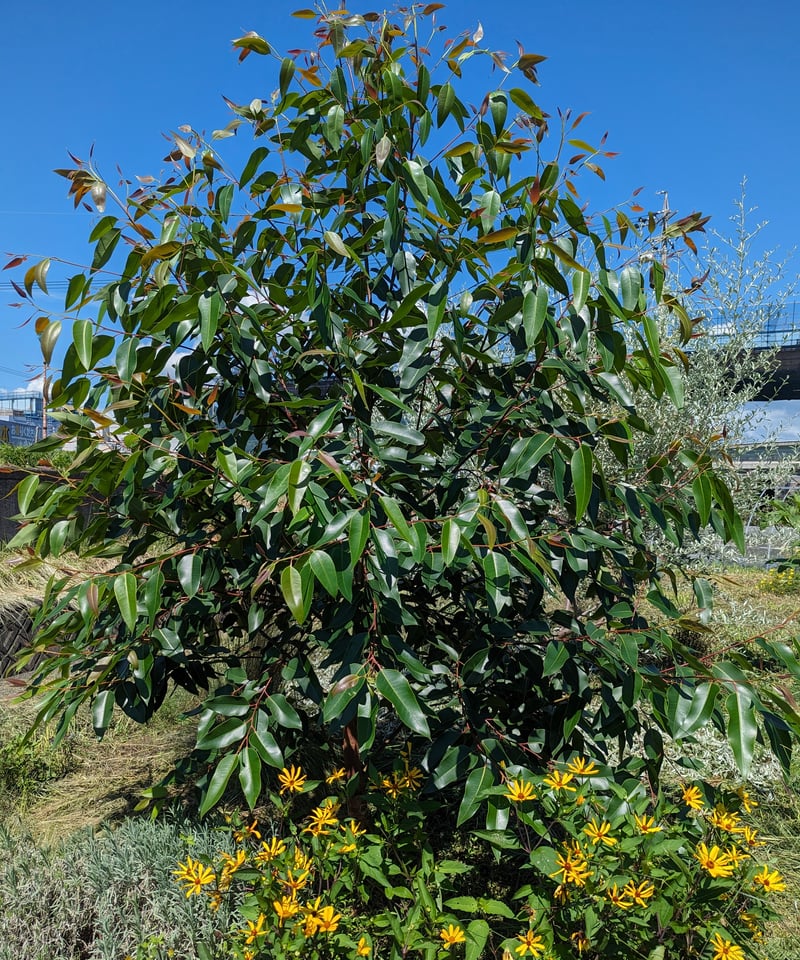 花瓶に挿してもドライフラワーにしてもOK！フレッシュなレモン