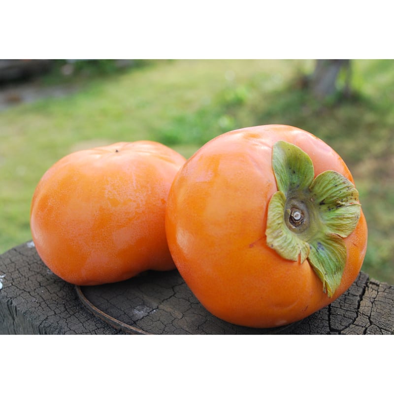 和歌山県 九度山産 富有柿 ご家庭用 約2.5㌔ | FATTORIA AZZURRO