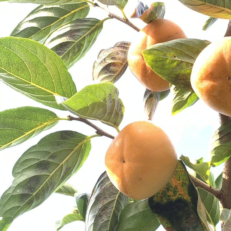 和歌山県 九度山産 ひらたねなし柿 ご家庭用 約2.5㌔ | FATTORIA AZZURRO