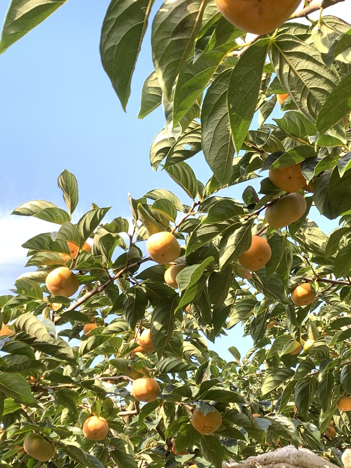 和歌山県 九度山産 ひらたねなし柿 ご家庭用 約2.5㌔ | FATTORIA AZZURRO