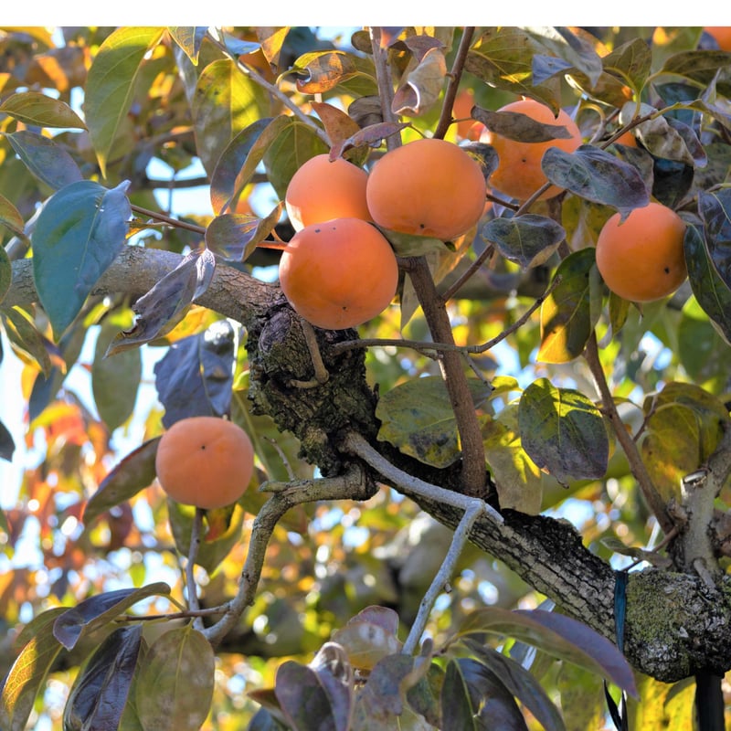 和歌山県 九度山産 富有柿 秀品 3L 6個入り | FATTORIA AZZURRO