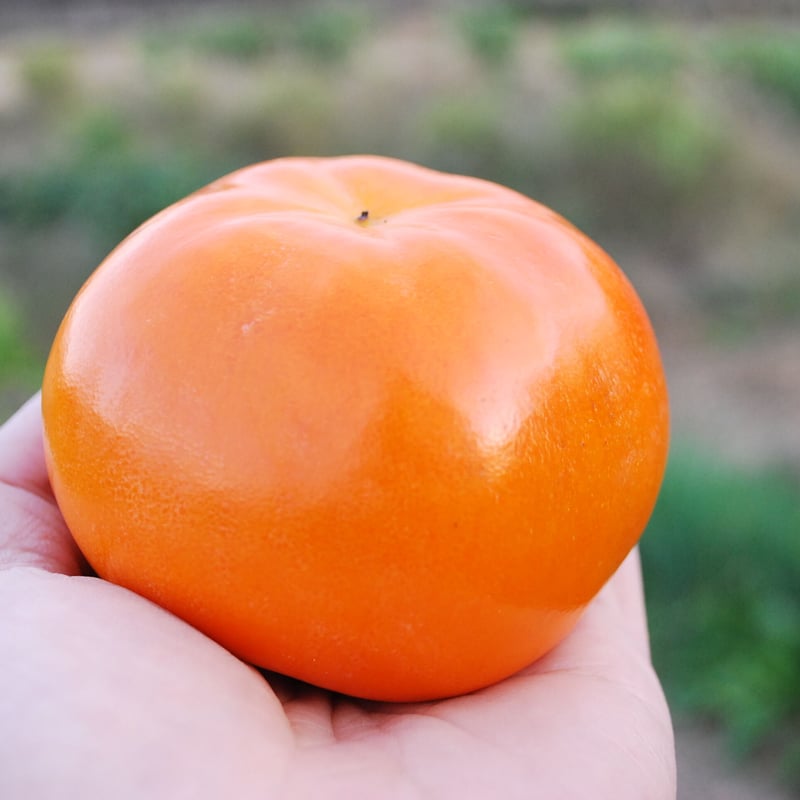 和歌山県 九度山産 富有柿 秀品 3L 6個入り | FATTORIA AZZURRO