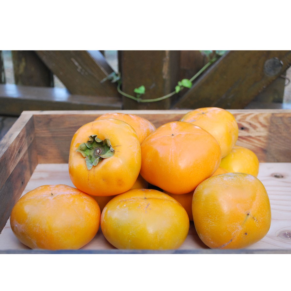 和歌山県 九度山産 ひらたねなし柿 ご家庭用 約2.5㌔ | FATTORIA AZZURRO