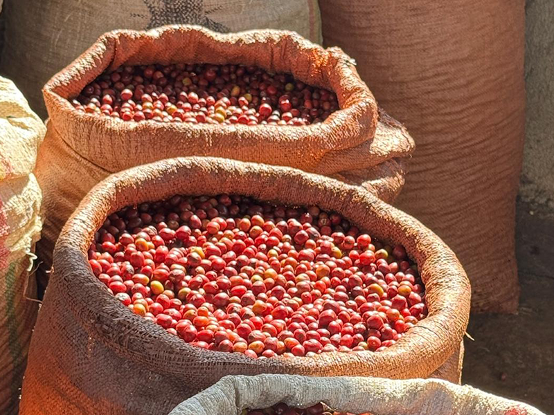 デカフェ〗焙煎コーヒー豆300g | カフェコメルシオ