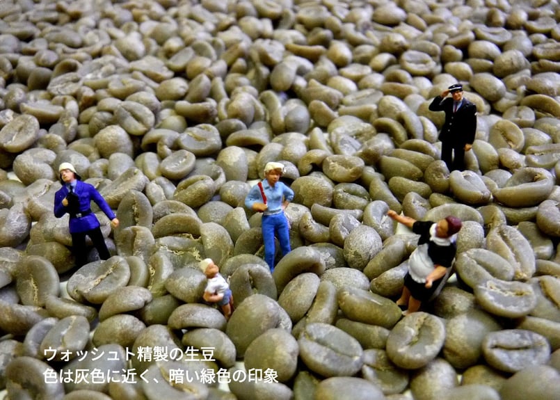 【エイトマン】コーヒー生豆4種類セット！　※送料無料 エイトマン】コーヒー生豆4種類セット！ ※送料無料 生豆