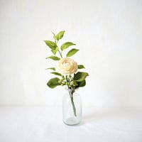 Ranunculus mix III