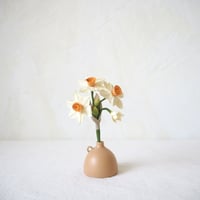 Tazzetta daffodils（Ivory）