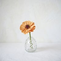 Zinnia（Orange）