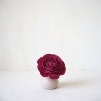 Ranunculus（Magenta）