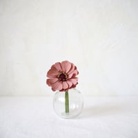 Zinnia（Fairy Pink）