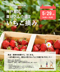 ＜5月＞神戸西区・廣谷さんの畑で、いちご摘み！ 【終点：西神中央駅から、はじまる。 〜丘を越えると、変化に恋するいちごの畑がありました〜】