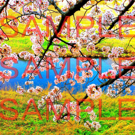 桜と川 (Ｍサイズの画像 : 2560px x 1920px)
