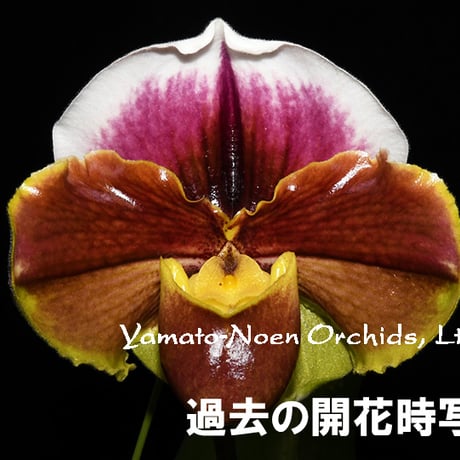paph | STORES
