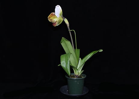 Paph. World Sculptor 実生初花