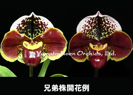 Paph. Run the World シース付実生未開花株