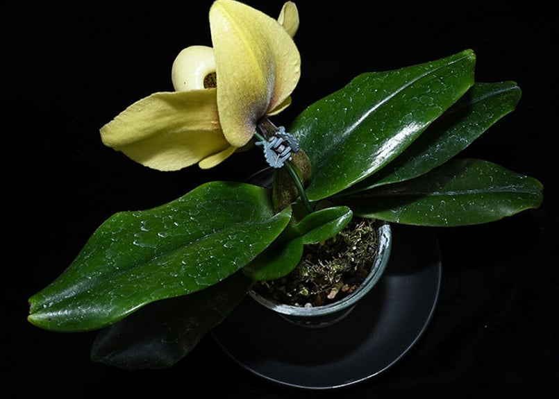 Paph. hangianum x sibling 花付き選別個体 | 大和農園洋蘭部