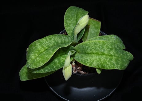Paph. bellatulum fma. semi-album x sibling リード2芽（ツボミ）付き選別株
