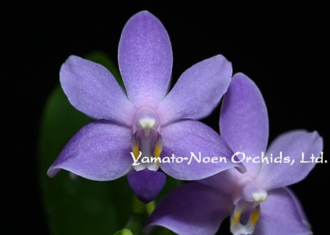 K*A様 メ*イ様 【特選】　洋蘭　5種アソート　胡蝶蘭　バンダ　パフィオペディ AG051希少な花 心躍る「華やかな恋」の予感 翡翠蘭（バンダ） 1