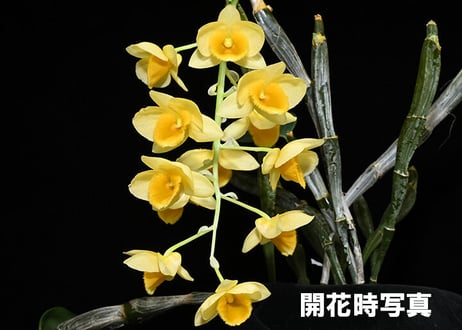 大和農園洋蘭部