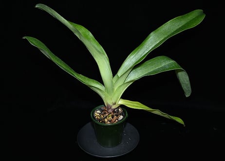パフィオページ 年末パフィオ観賞会 その2 | No orchid, no life. ～蘭を楽しむ