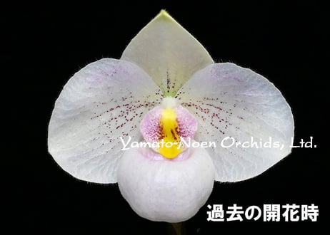 yamato様宛　洋蘭交配種　Paph.Norito Hasegawa yamato様宛 洋蘭交配種 Paph.Norito Hasegawa - メルカリ