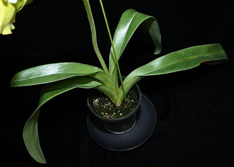 Paph. Dreadstone 実生初花（#109）