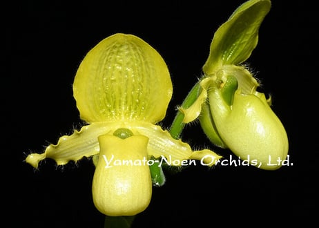 Paph. primulinum x sibling 実生初花