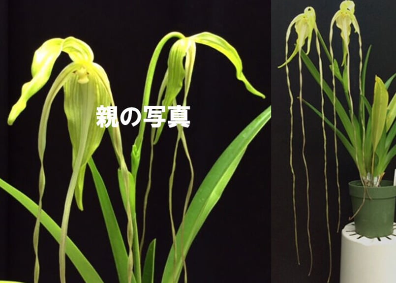 Phrag. lindenii x self ツボミ付き株（初花） | 大和農園洋蘭部