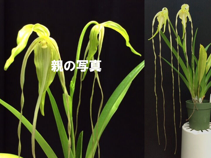 Phrag. lindenii x self ツボミ付き株（初花） | 大和農園洋蘭部
