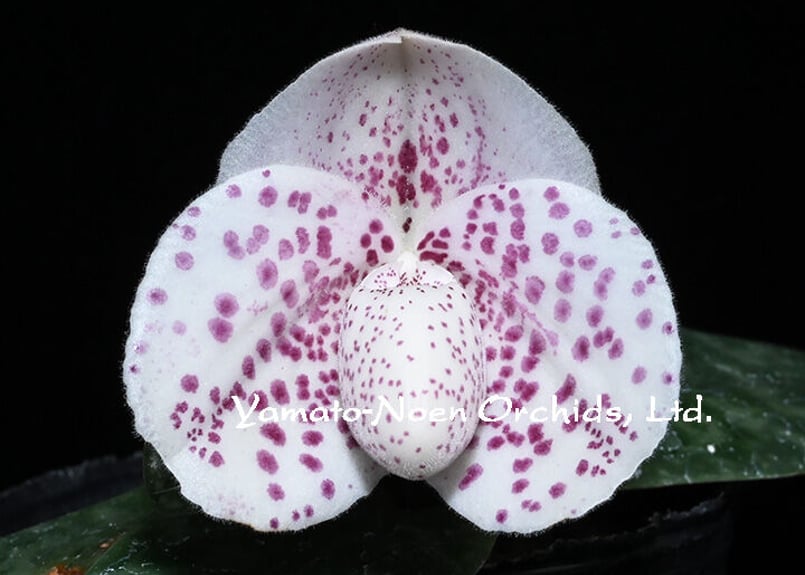 Paph. bellatulum fma. semi-album 花付き株 | 大和農園洋蘭部 Paph. bellatulum fma. semi-album 花付き株 | 大和農園洋蘭部