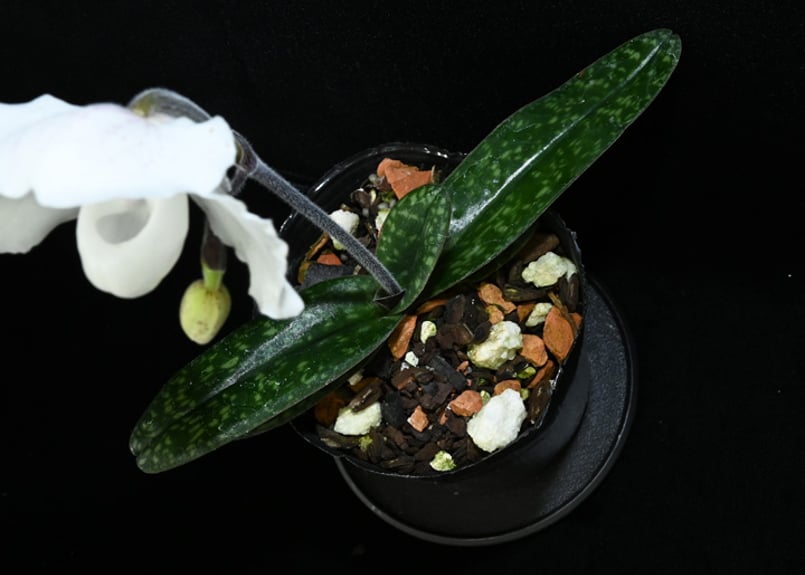 Paph. niveum x sibling (国産実生）花付き株 | 大和農園洋蘭部