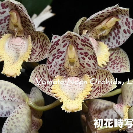 オリジナル交配実生苗 窓口 OK組立網戸 シルバー KS-L | 網戸 通販 | ホームセンターのカインズ