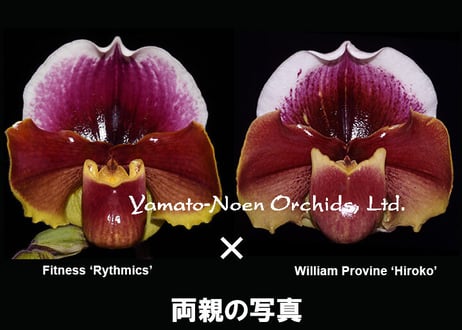 Paph. (Fitness x William Provine) ツボミ付き実生未開花株