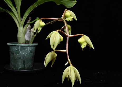Ctsm. fimbriatum 'Golden Horizon' 花付き株