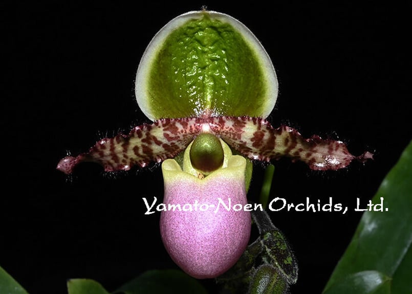 Paph. liemianum x sibling 花付き株（初花） | 大和農園洋蘭部