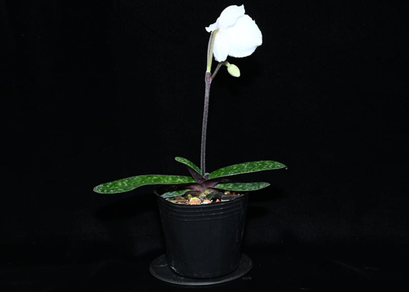 Paph. niveum x sibling (国産実生）花付き株 | 大和農園洋蘭部