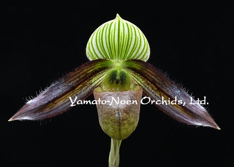 Paph. wardii fma. atrobrunneum 実生初花(#5) | 大和農園洋蘭部 Paph. wardii fma. atrobrunneum 実生初花(#5) | 大和農園洋蘭部