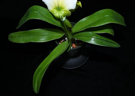 Paph. (Yosemite Valley x Emerald Lake) 実生初花（#104）