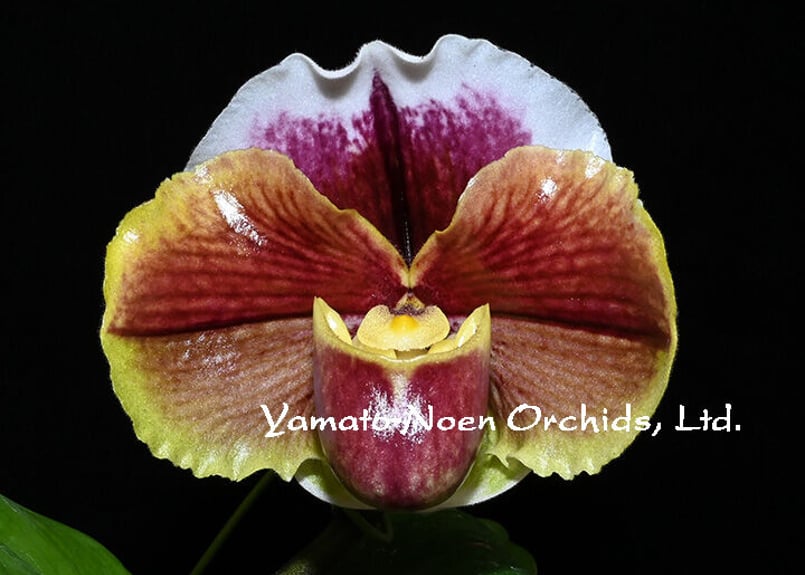 Paph. Fashion Trend 花付き株(既開花株) | 大和農園洋蘭部 Paph. Fashion Trend 花付き株(既開花株) | 大和農園洋蘭部
