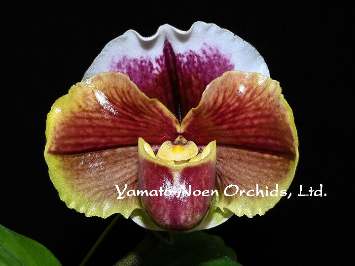 Paph. Fashion Trend 花付き株(既開花株) | 大和農園洋蘭部 Paph. Fashion Trend 花付き株(既開花株) | 大和農園洋蘭部
