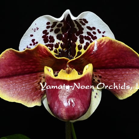 パフィオ | STORES