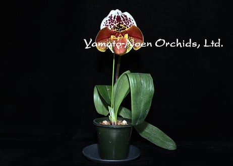 Paph. Jet Mobile 実生初花
