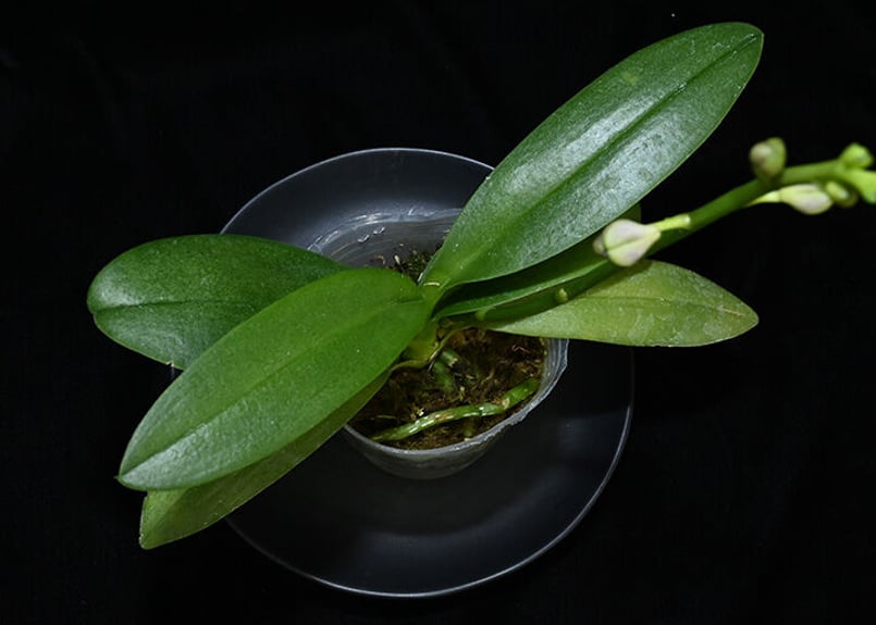 Phal. Tying Shin Blue Jay '610'(MC) 花付き株 | 大和農園洋蘭部