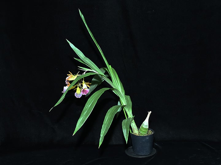 Galeandra greenwoodiana 初花付き株 | 大和農園洋蘭部